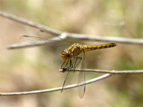 Dragonfly Capung Kuning - Foto gratis di Pixabay - Pixabay