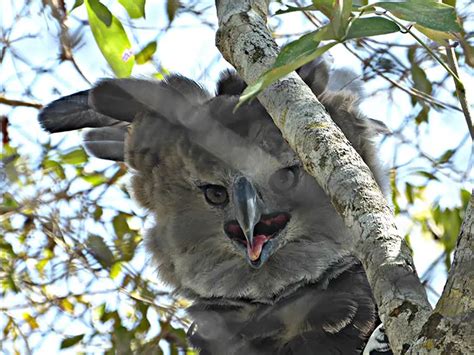 The Harpy Eagle Is A Giant Bird So Large That People Often Think It