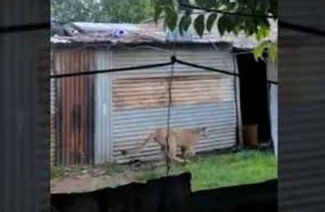 Capturaron en Santa Fe a un puma que ingresó al patio de una casa