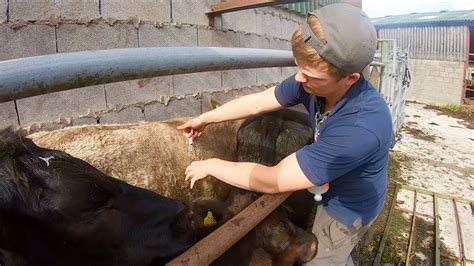 HOW TO WORM CATTLE THE FARMERS WAY YouTube