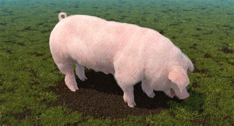 3D Pig Sow Landrace Standing TurboSquid 1357955