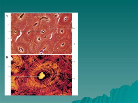 Презентация на тему: Костная ткань