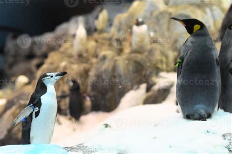 Black and White Penguin 15731922 Stock Photo at Vecteezy