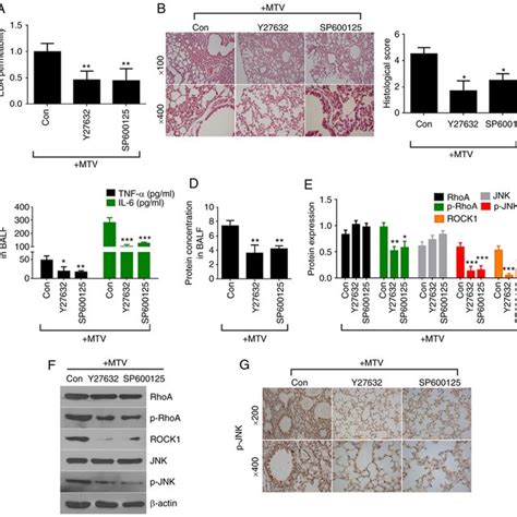 Wnt Signaling Pathway Gene Expression In Vili A Canonical And B