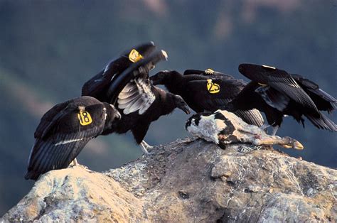 Virgin Births Confirmed Two Male California Condors Hatched From