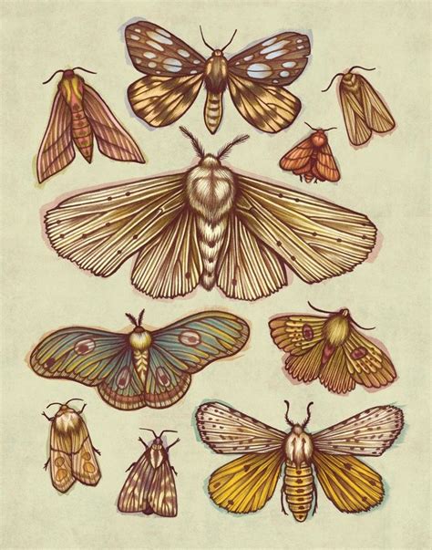 Moths An Art Print By Kate O Hara Moth Art Print Moth Art Insect Art