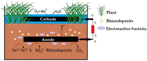 Plant Microbial Fuel Cells Encyclopedia Mdpi