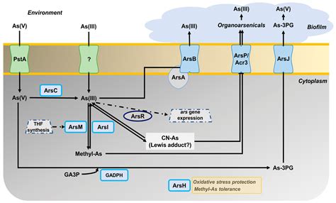 Ijms Free Full Text Proteomic Analysis Of Arsenic Resistance During