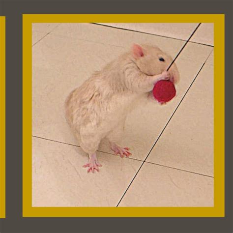 Play, Tiff or Clash? Understanding Pet Rat Relationships - About Pet Rats