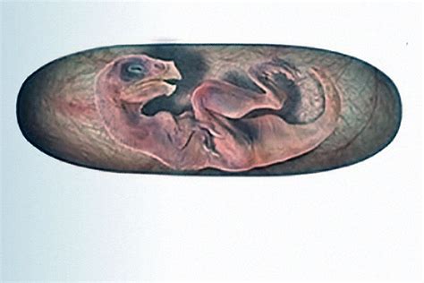 A Mystery Dinosaur Embryo Excavated Over 20 Years Ago Finally Has A