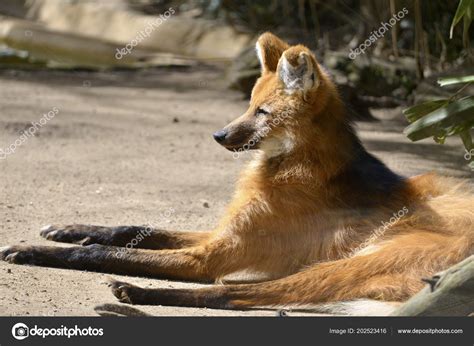 Maned Wolf Chrysocyon Brachyurus Lying Ground Seen Profile — Stock