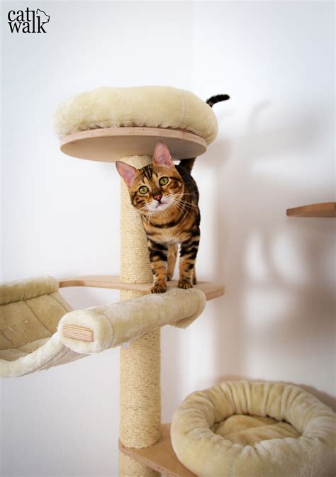 Ein Catwalk Für Unseren Bengal Kater Catwalk Diy Kletterwand Für Katzen