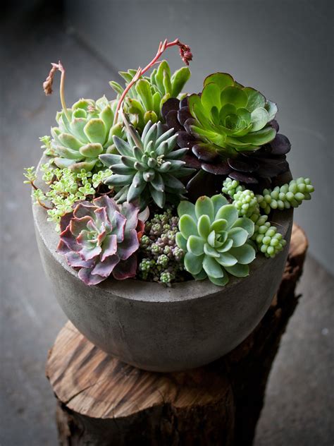 Small Indoor Succulent Arrangements | Types Of Succulent Plant