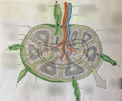 AP 2 LAB MID TERM Lymph Node Structure Diagram Quizlet