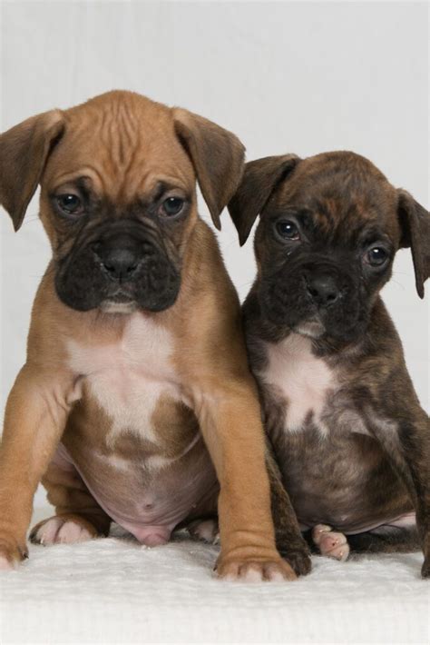 Boxer Puppies (25 Beautiful Boxer Babies) - Talk to Dogs