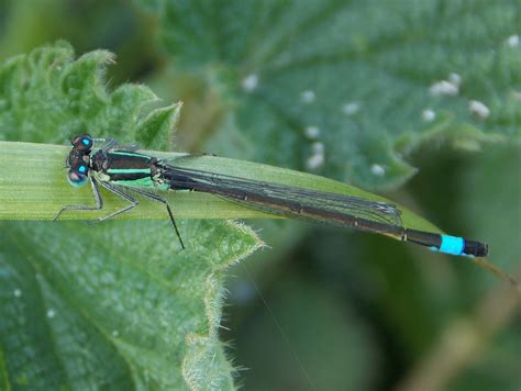 Blue-tailed Damselfly Ischnura elegans - BRITISH NATURE GUIDE