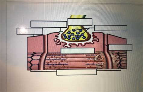 Anatomy And Physiology Archive April 02 2020 Chegg