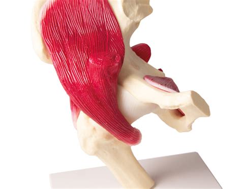 Modelo de Articulación de Cadera Tamaño Natural con Músculos Medical