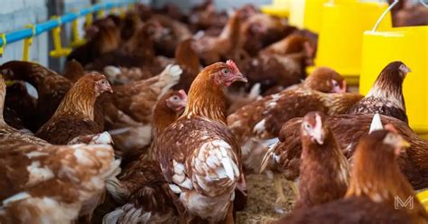 A Comprehensive Guide To Start A Poultry Farming Business