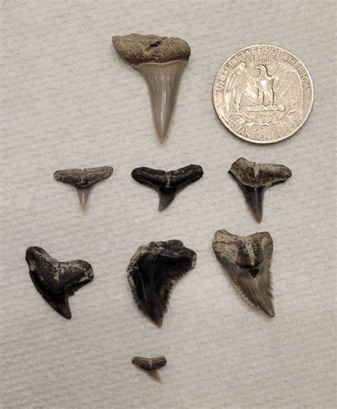 Over 200 Teeth found at Aurora Fossil Museum Pits today. : r/sharkteeth