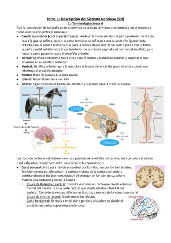 Descripcion Del Sistema Nervioso Pdf