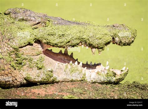 Malcolm Douglas Crocodile Park Hi Res Stock Photography And Images Alamy