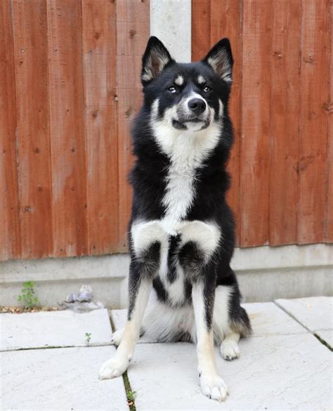 Introducing Aya the female #Pomsky, a mix of #SiberianHusky & #Pomeranian cross breed. She is ...