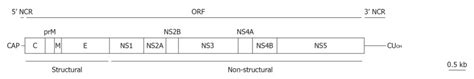 West Nile Virus A Re Emerging Pathogen Revisited Abstract Europe Pmc