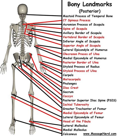 9 best Anatomy/bones images on Pinterest | Anatomy bones, Human anatomy ...