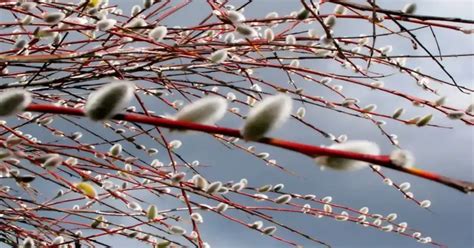 Pussy Willows A Complete Guide For Floral Arrangements Online Flowers Delivery