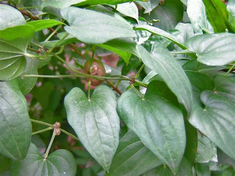 Dioscorea polystachya - UF/IFAS Assessment - University of Florida, Institute of Food and ...