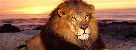 Copertine facebook: Leone