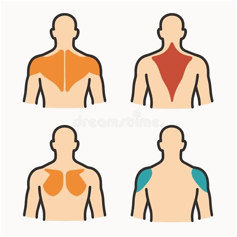 simple outlined human muscle group anatomy chart  educational