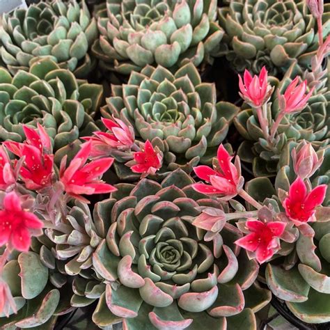 33 Types Of Flowering Succulents Pictorial Guide