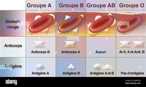 Table of different blood groups with antibodies and antigens Stock ...