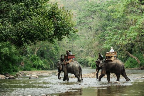 Elephant Trekking Phuket Simba Sea Trips