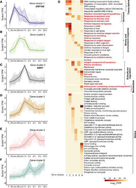 Figure 2 From Transcriptional Landscapes Of De Novo Root Regeneration