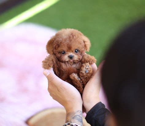 10+ Teacup puppies ideas in 2020 | puppies, cute puppies, cute dogs and ...