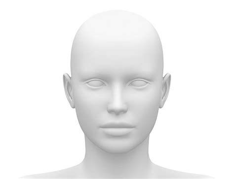 head anatomy stock  pictures royalty  images istock