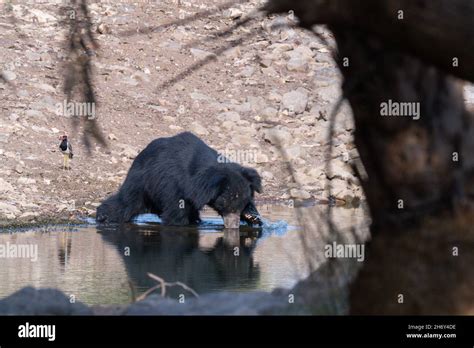 Big beautiful sloth bear male is searching termites/wild animal in the ...