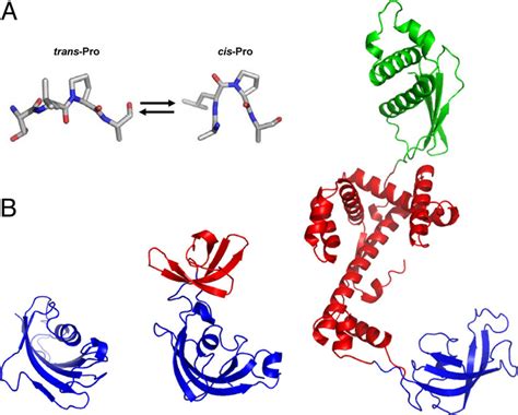 Prolyl Bonds And Prolyl Isomerases A Trans And Cis Isomer Of A