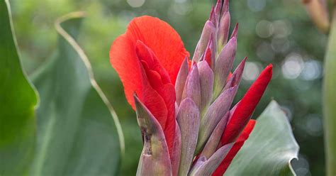 How to Identify and Treat Common Canna Lily Diseases