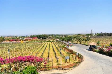 Sula Vineyard Nashik What To Expect Timings Tips Trip Ideas