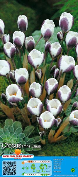 Crocus Botanical Prins Claus Bulbs