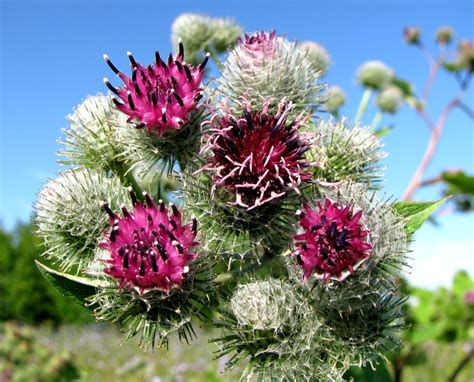 Arctium tomentosum - Изображение особи - Плантариум