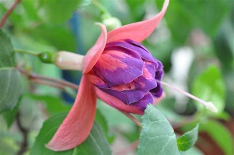 Erik Hulzebosch | Fuchsie