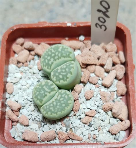 3020 Lithops Julii V Fulleri Fullergreen X Salicola Malachit