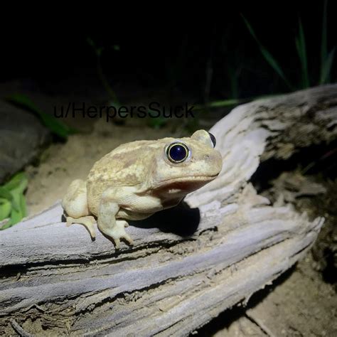 Behold, Hypnotoad. Great Basin Spadefoot Toad (Spea intermontana) from
