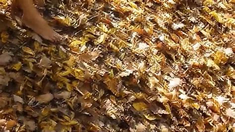 Model Porn Videos XHamster