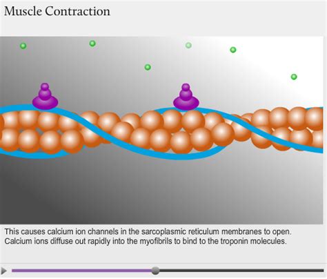 Model Of Sliding Filament Theory Animation